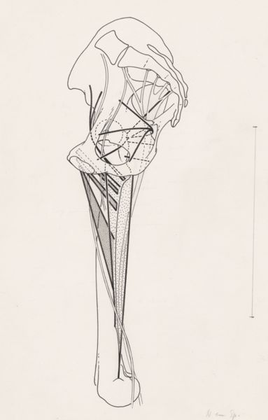 J Tinkelenberg, bones and muscular tissue of the upper leg