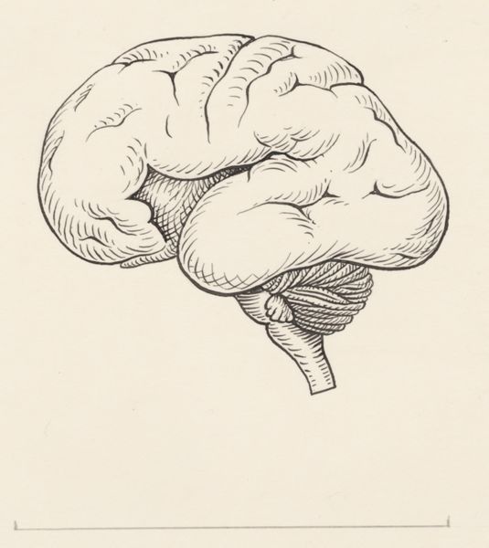 J Tinkelenberg, Brain