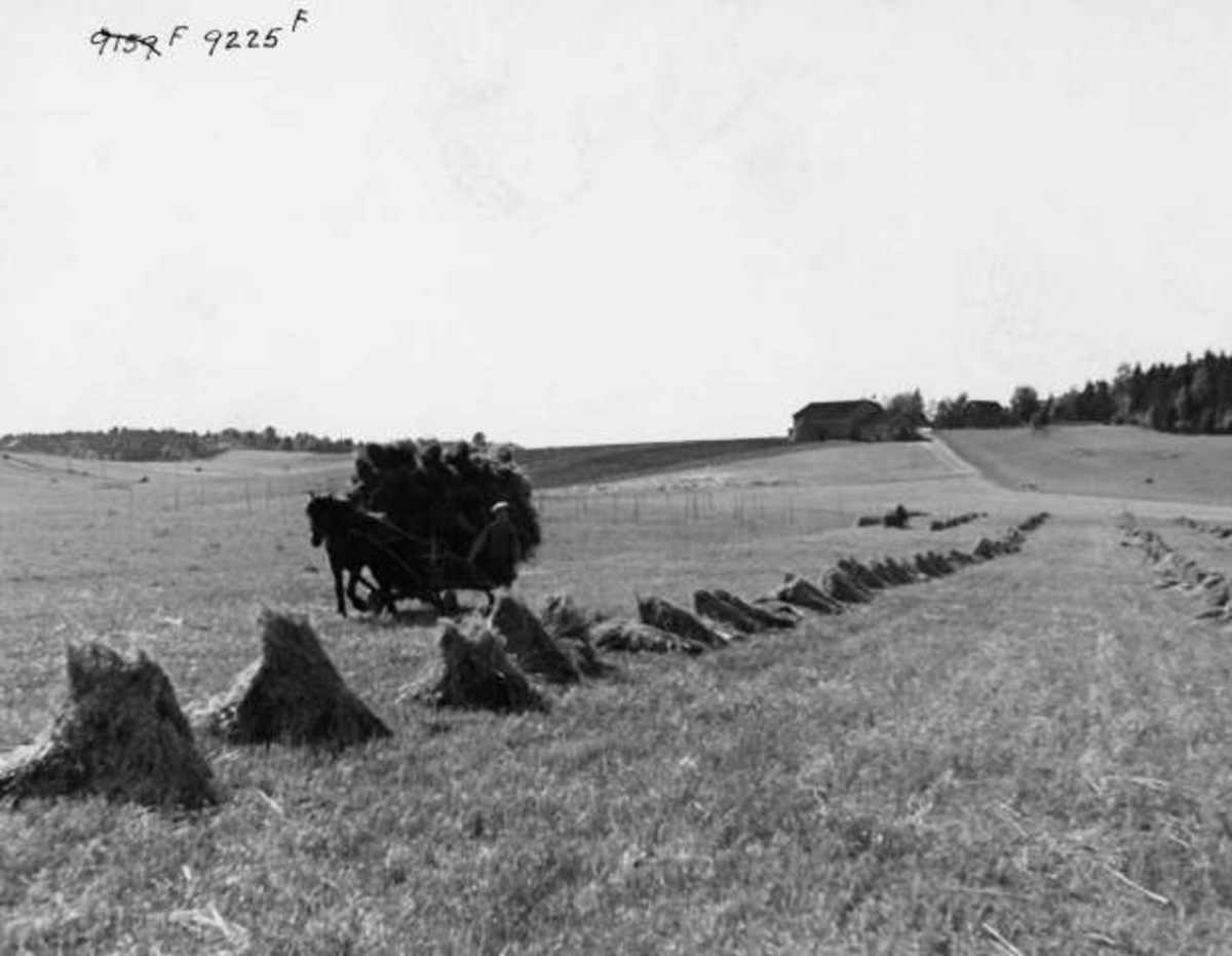 Anders Beer Wilse, -8073