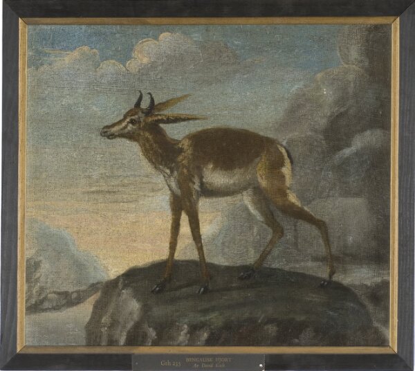 David Kock, Bengalisk hjort