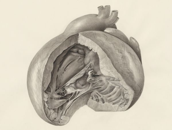 H.G Wetselaar, Heart