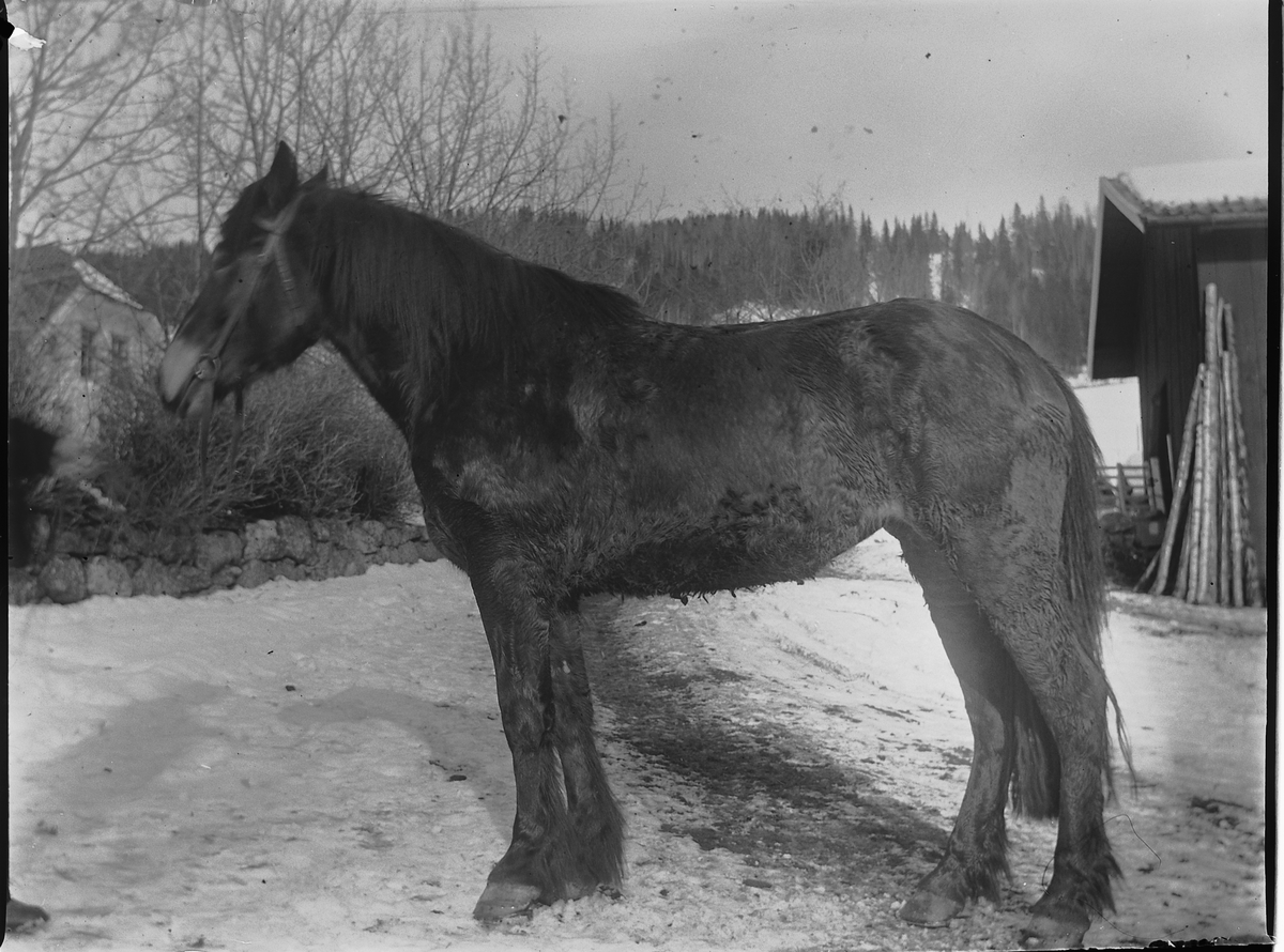 Ole Hansen Løken, LØKEN ØSTRE, VELDRE, RUDSHØGDA i Ringsaker, HEST.