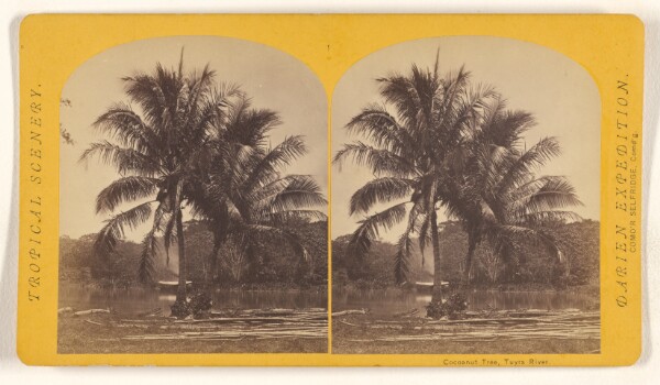 Timothy H. O'Sullivan, Cocoanut Tree, Tuyra River.