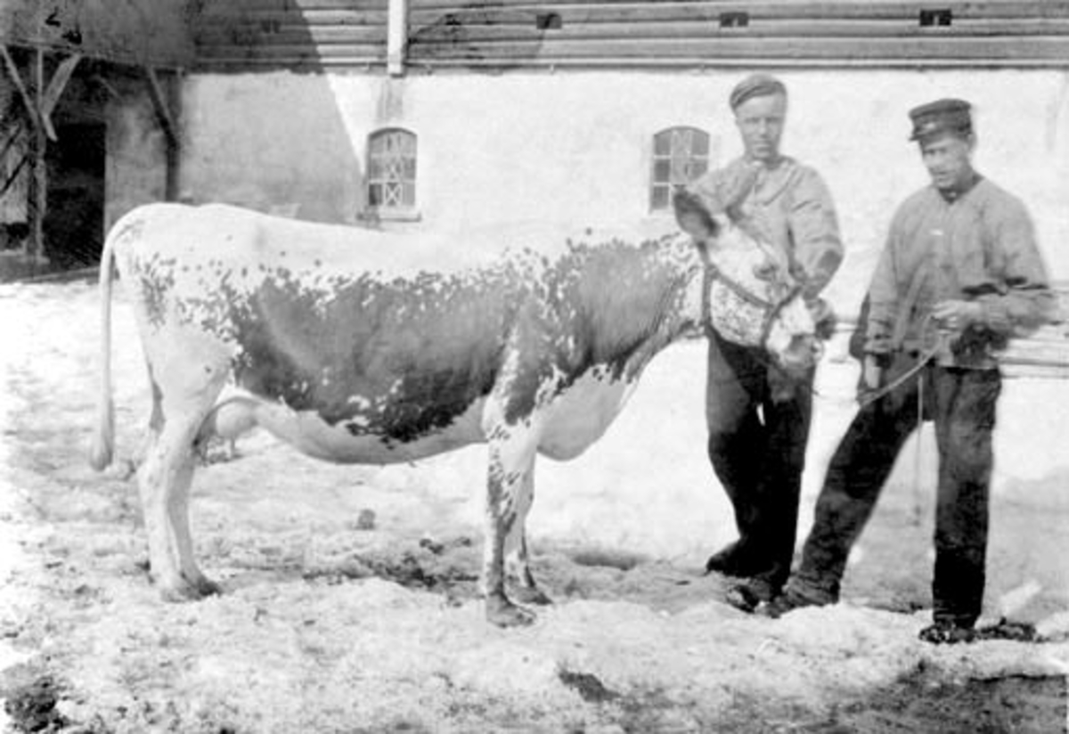 Anno Domkirkeodden, To menn med ku. Fjøset på Grefsheim, Nes, Hedmark i bakgrunn.