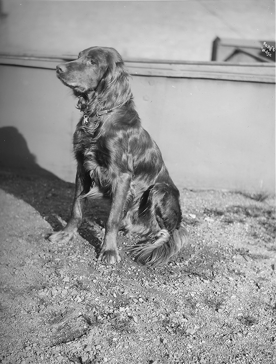 Anders Beer Wilse, Prot: Hund for Kontorchef Koss