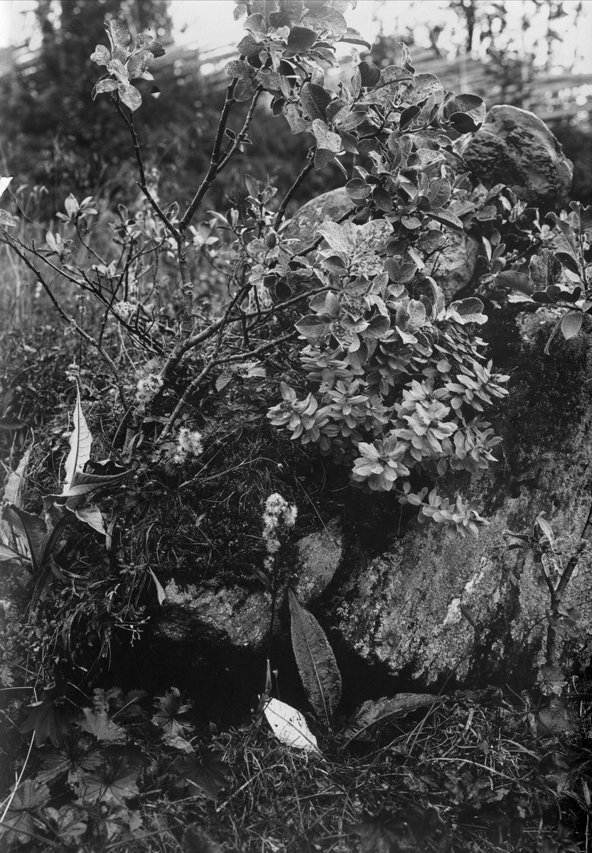 Robert Collett, Naturstudier, flora. Serie tatt av Robert Collett (1842-1913), amatørfotograf og professor i zoologi.
