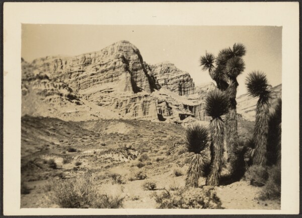 Louis Fleckenstein, [Landscape with Joshua Trees]