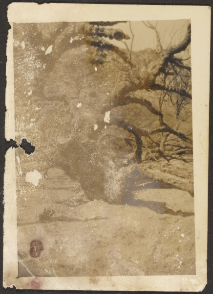 Louis Fleckenstein, [Gnarled Tree]