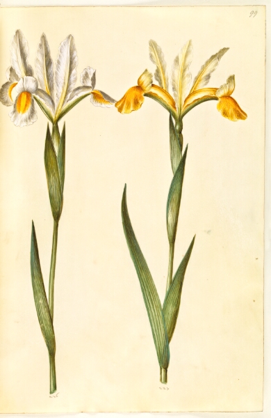 Hans Simon Holtzbecker, Iris xiphium, evt. Iris latifolia (?) (spansk iris eller engelsk iris)