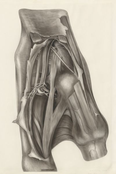 H.G Wetselaar, Muscular tissue of a lizards upper extremities