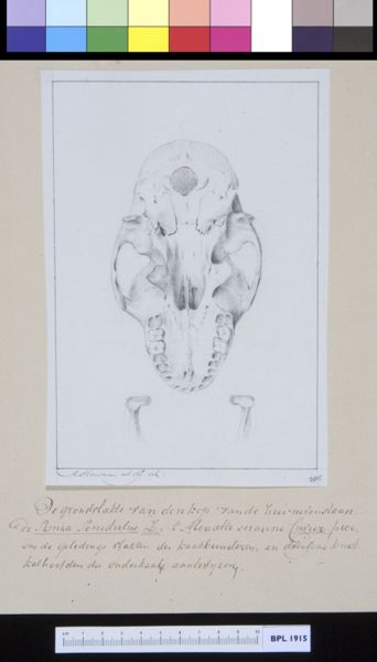 M. Houtman, Animals: ape, skull, view from below