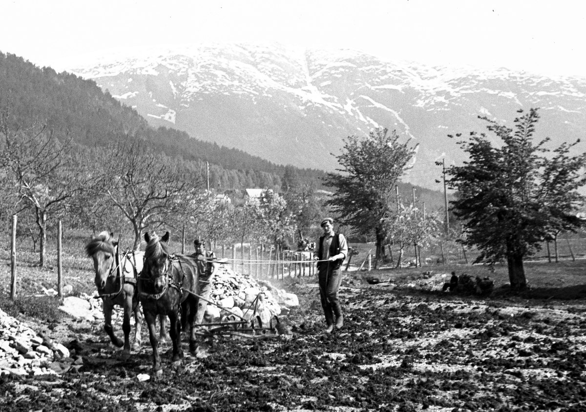 Anders Beer Wilse, Prot: Ulvik Plöing