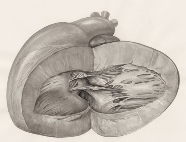 H.G Wetselaar, Heart