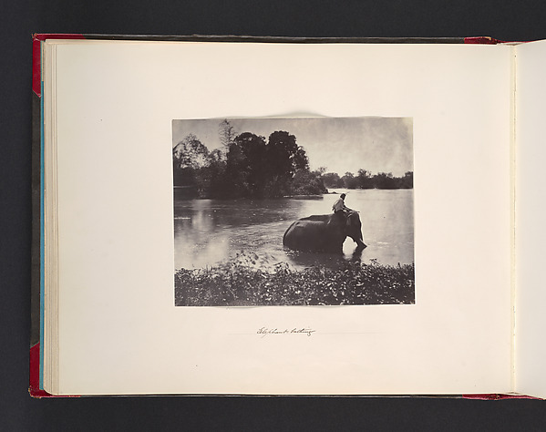 John Thomson, Elephant Bathing