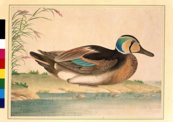 Unknown, Baikal Teal