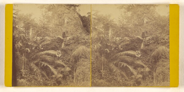 Timothy H. O'Sullivan, [Palms on the Isthmus of Darien. Darien Expedition.]