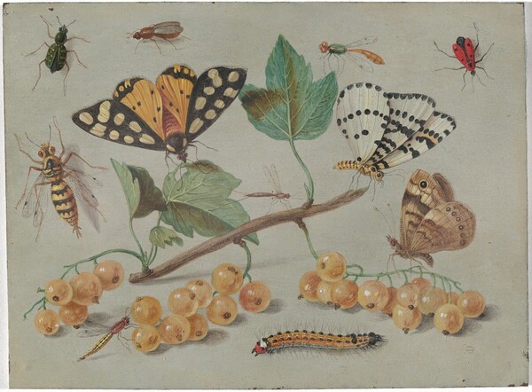 Jan van Kessel the Elder, Study of Butterfly and Insects