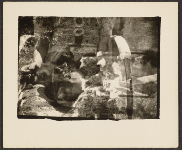 Louis Fleckenstein, [Cats and Reflections]