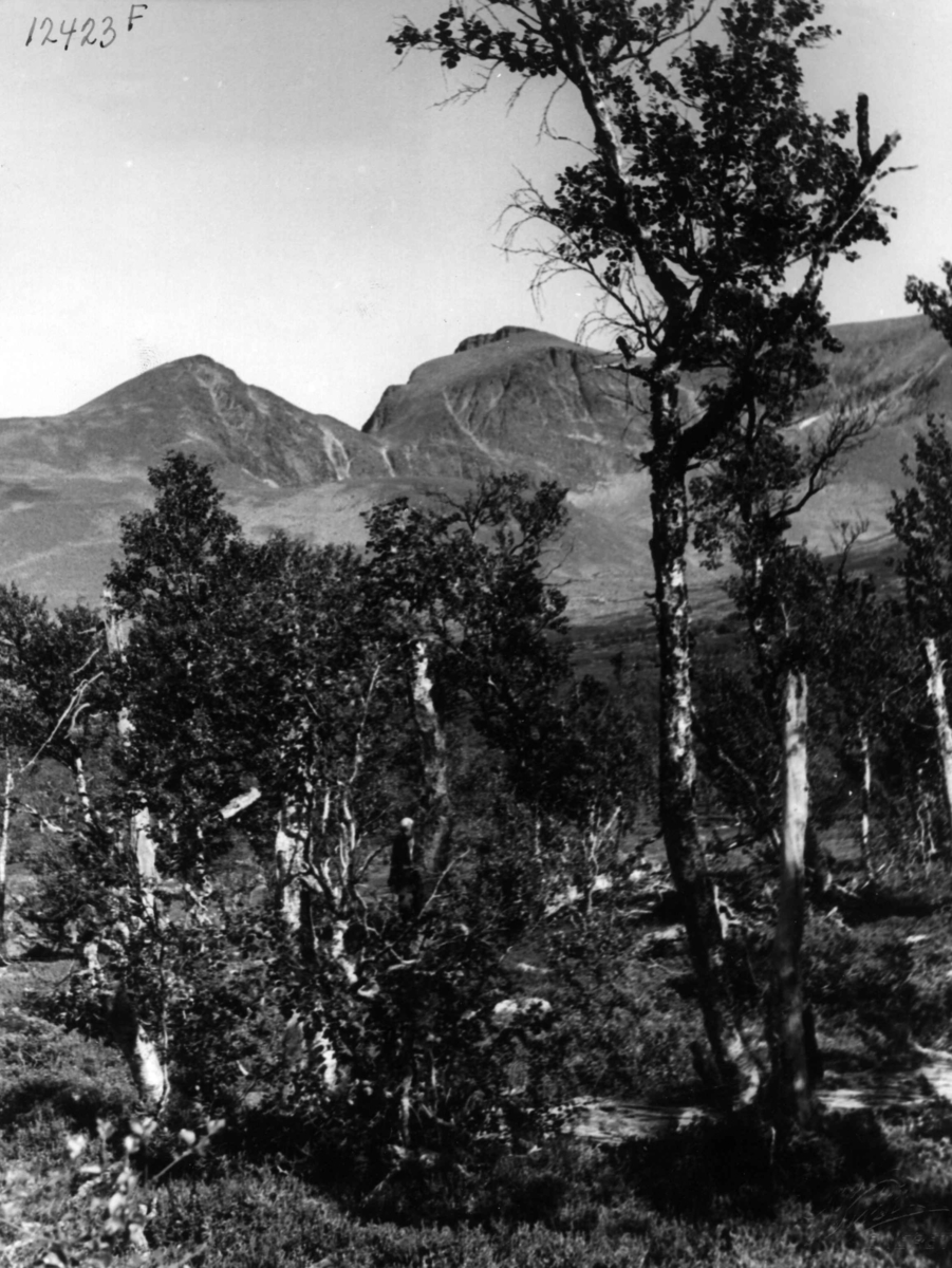 Anders Beer Wilse, Sølen, Landskap