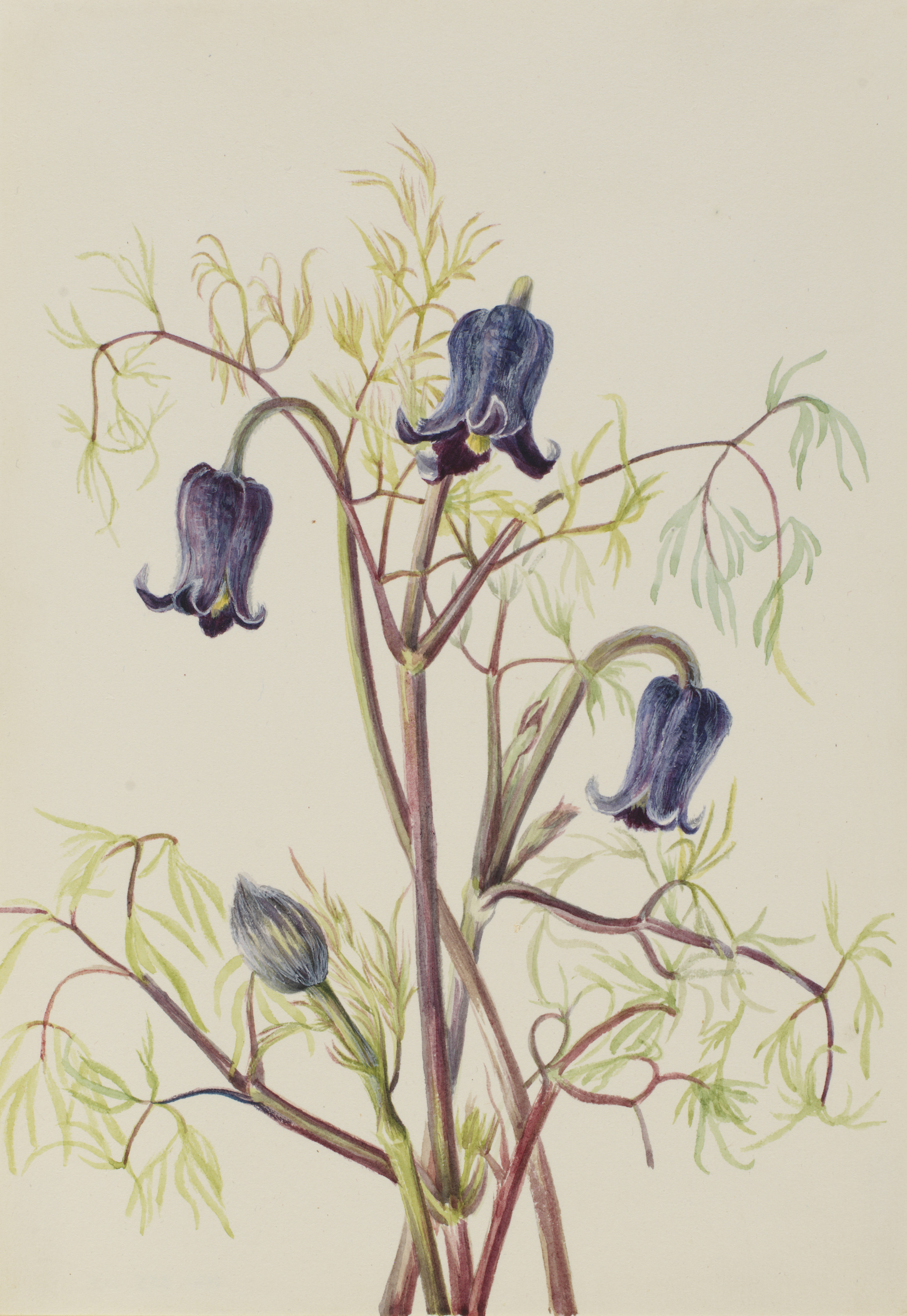 Mary Vaux Walcott, Leather Flower (Clematis hirsutissima)