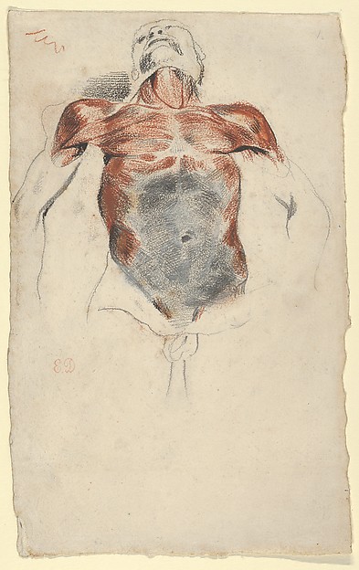 Eugène Delacroix, Ecorché: Torso of a Male Cadaver