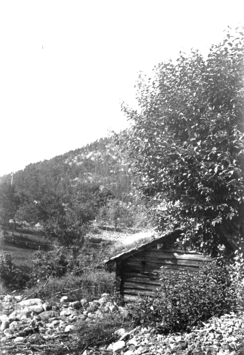Anna Grostøl, Badstuen medn humle og eplehage på Ramse, Tovdal 1936.