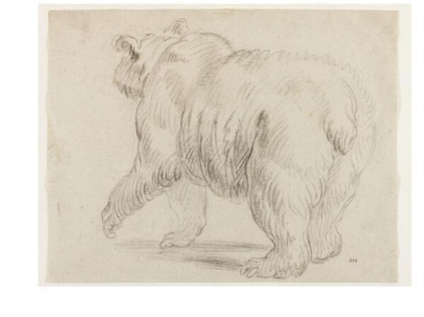 Unknown, A Walking Bear Seen from Behind