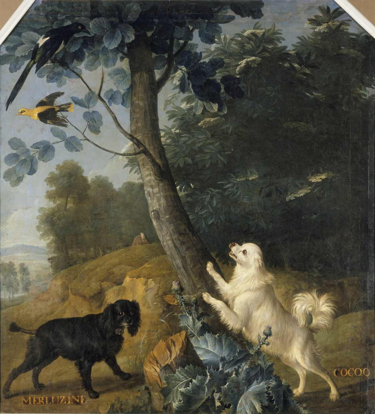 Alexandre-François Desportes, Merluzine et Cocoq, chiennes de Louis XV