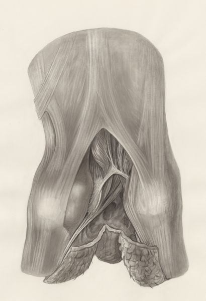 H.G Wetselaar, Muscular tissue of a mammal's finger