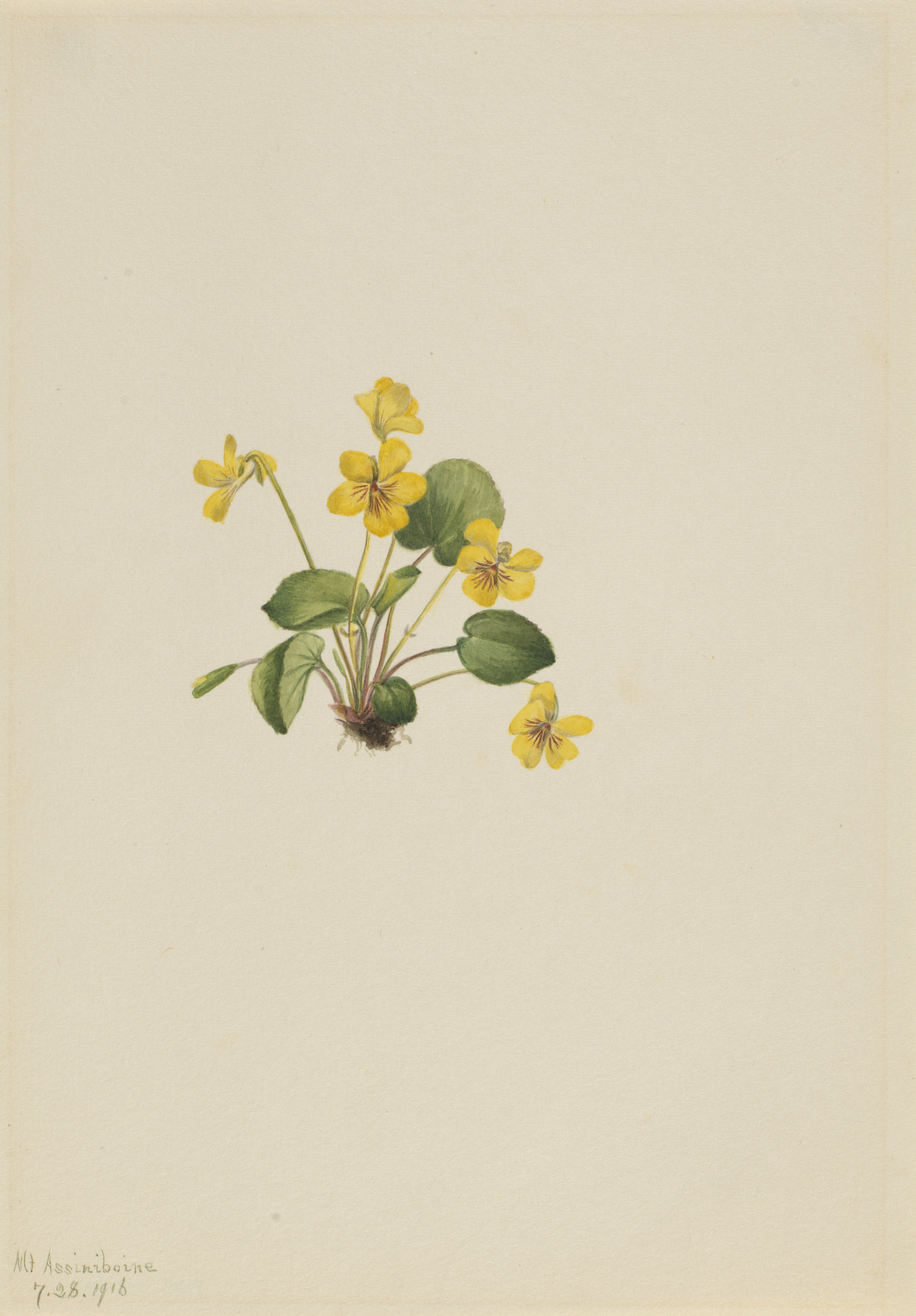 Mary Vaux Walcott, Yellow Violet (Viola orbiculata)