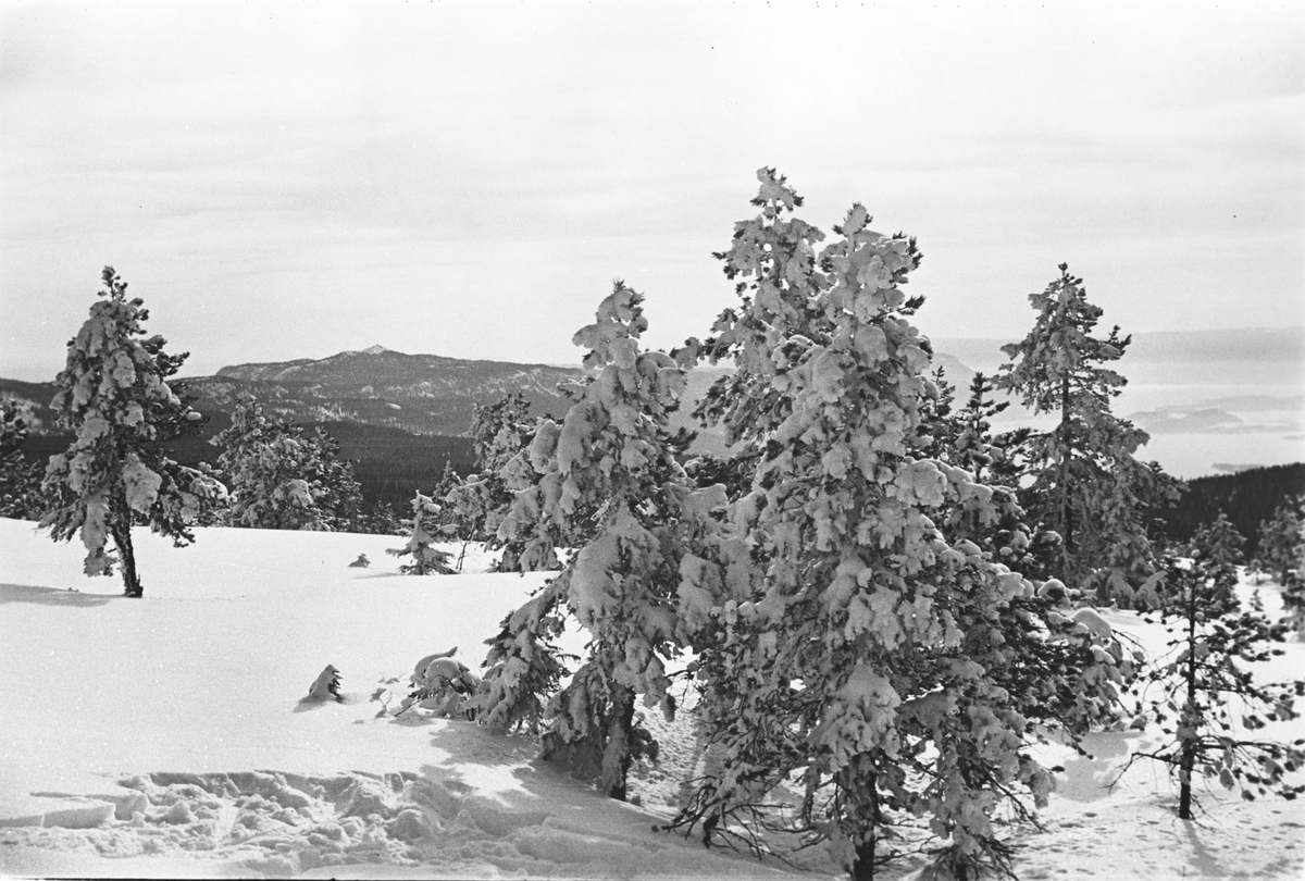 Anders Beer Wilse, Prot: Fra Ringkollen