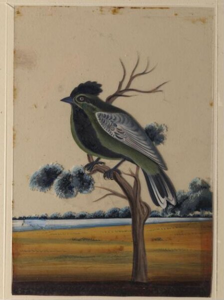 Unknown, One of nine drawings of birds.
