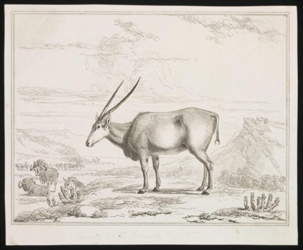 Unknown, Print