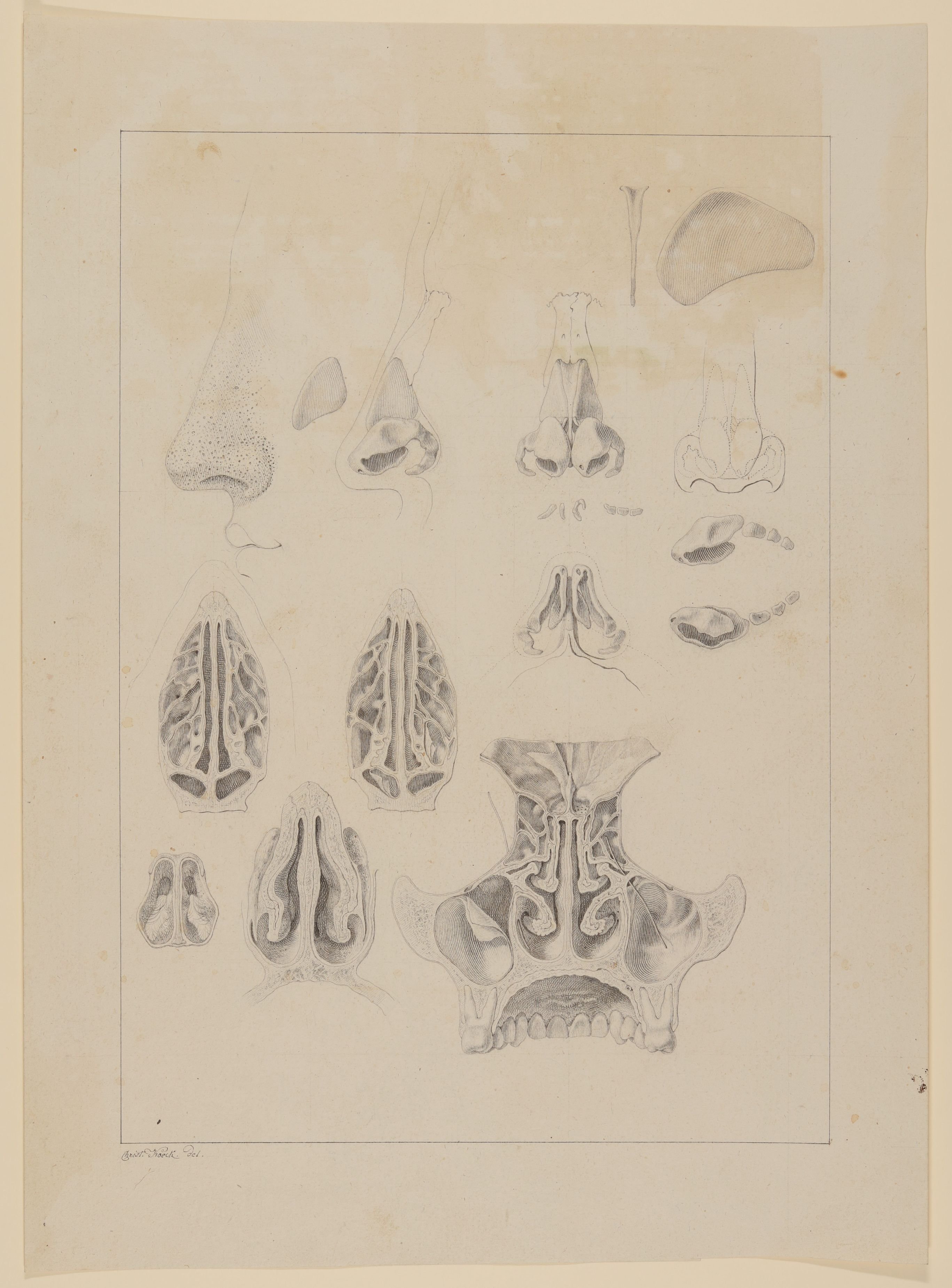 Christian Koeck, Nasenhöhlen, Nasennebenhöhlen und Nasenknorpel in diverse Schnitten [Vorzeichnung zu Samuel Thomas Soemmerring, Abbildungen der menschlichen Organe des Geruchs, Frankfurt am Main 1809, Tafel 4 ("schattierte" Darstellung)]