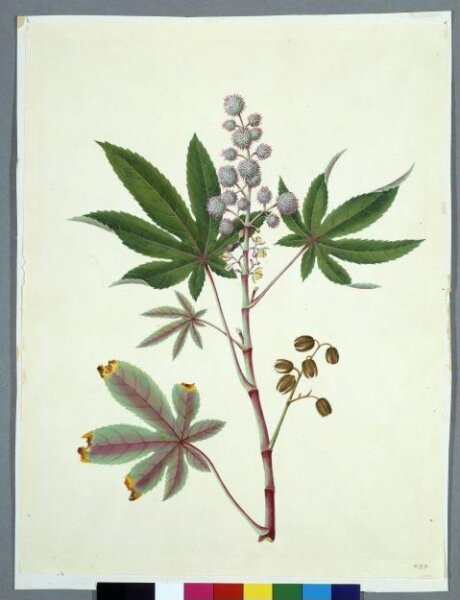 Unknown, Castor Bean