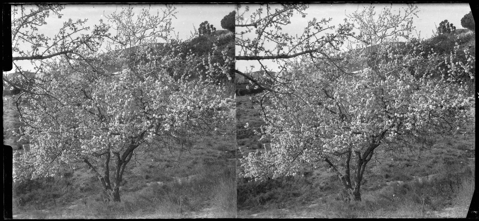 Desconegut, [Ametller flowered in the settings of the Castle of the Swallow]