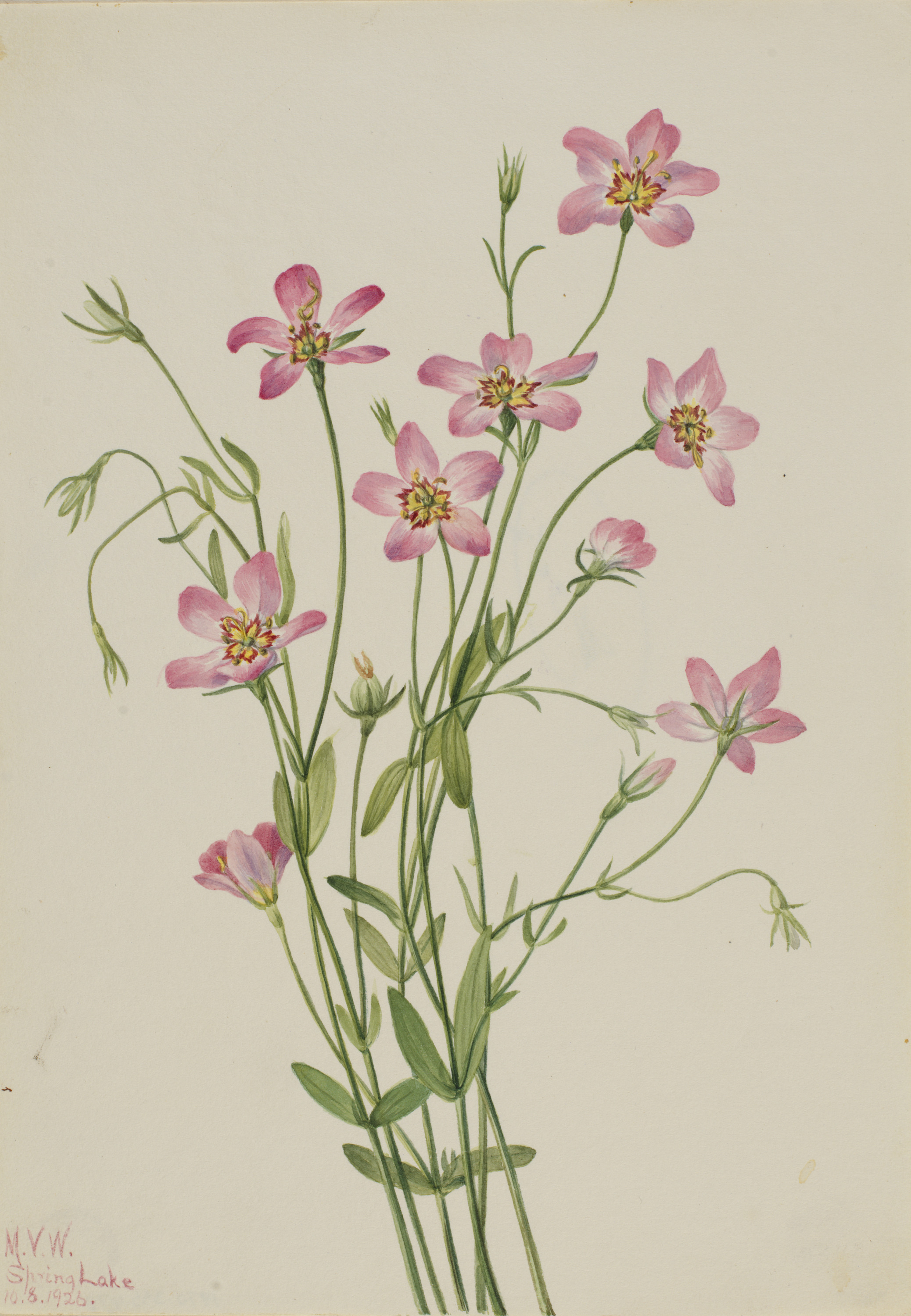 Mary Vaux Walcott, Saltmarsh Rosegentian (Sabbatia stellaris)