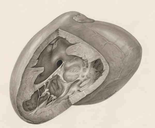 H.G Wetselaar, Heart