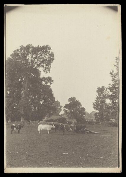 Gale, Lt. Col. Joseph, Cows in Field