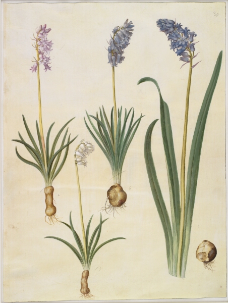 Hans Simon Holtzbecker, Hyacinthoides non-scripta (almindelig klokkeskilla); Hyacinthoides hispanica (spansk klokkeskilla)