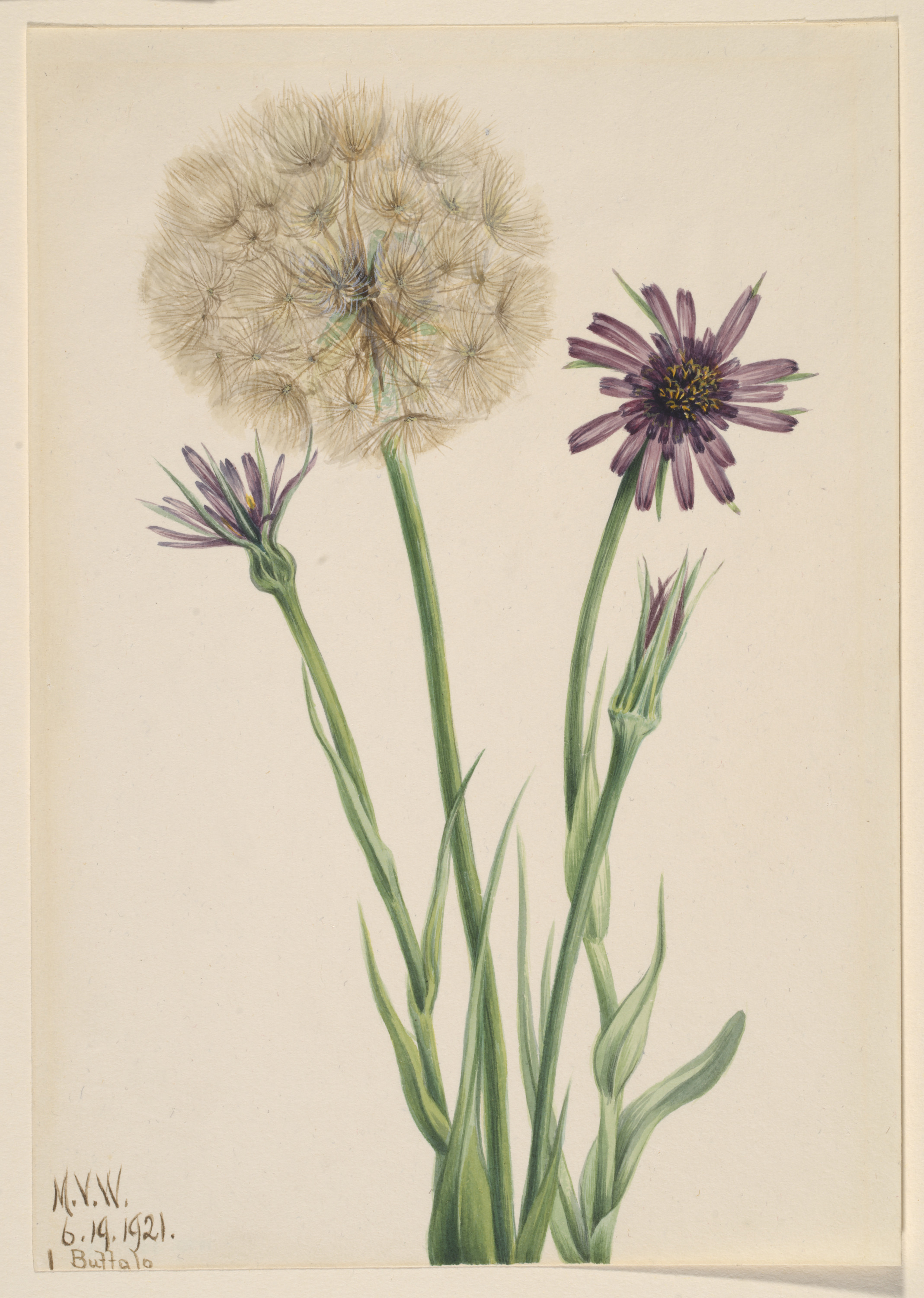 Mary Vaux Walcott, Salsify (Tragopogon porrifolius)