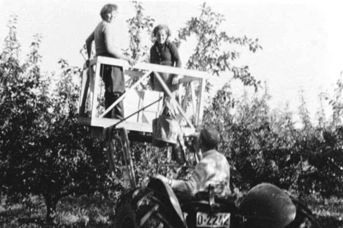 Anno Domkirkeodden, Høsting av epler på Aske nordre, Nes, Hedmark. To damer plukker fra lesseapparat på traktor.