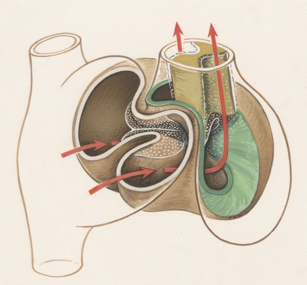 J Wetselaar-Whittaker, Circulation through human tissue