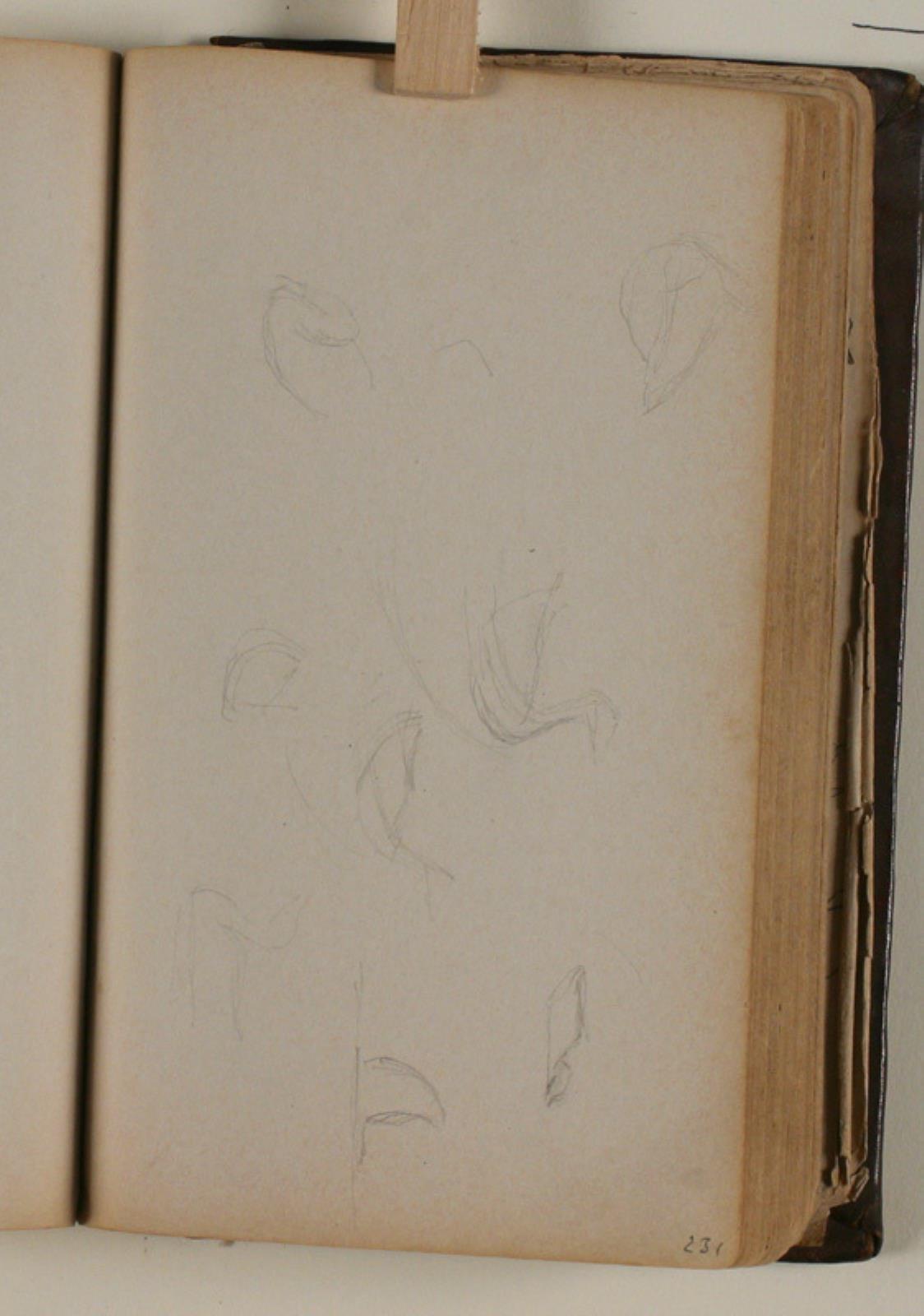 Niels Larsen Stevns, Studier af fugle