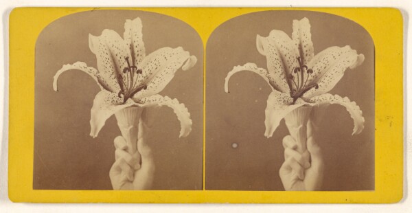 Unknown, [Lily]