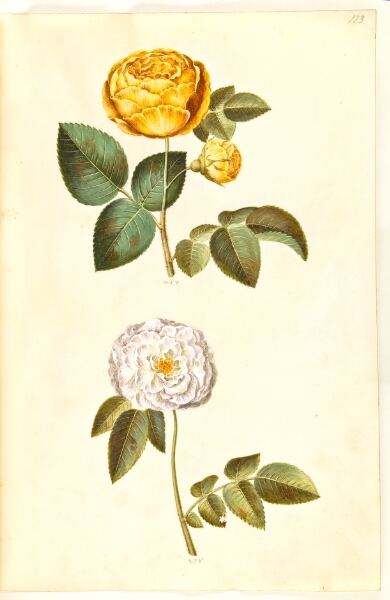 Hans Simon Holtzbecker, Rosa hemisphaerica (svovlgul rose); Rosa ×alba (hvid rose)