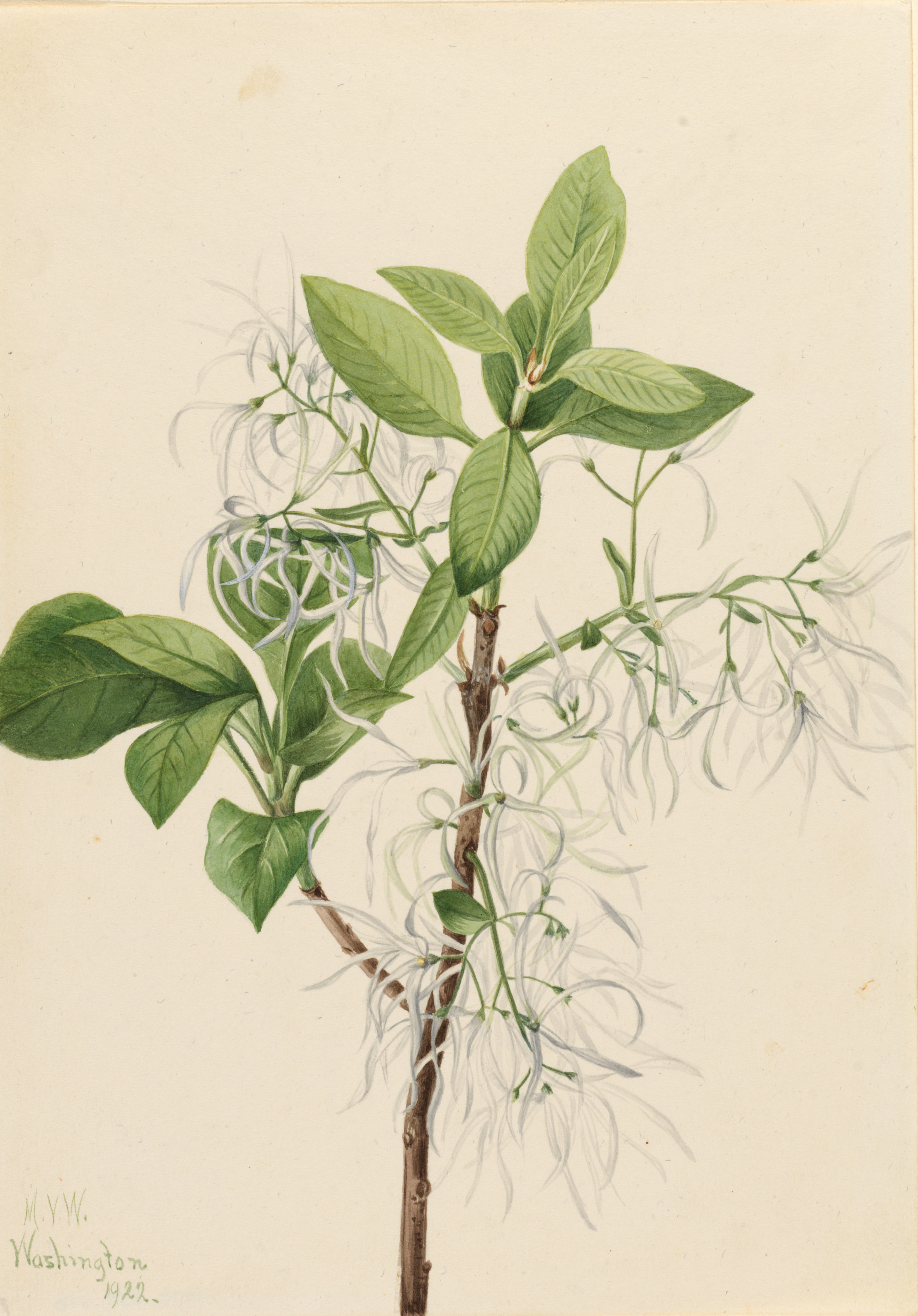 Mary Vaux Walcott, Fringe Tree (Chionanthus virginica)