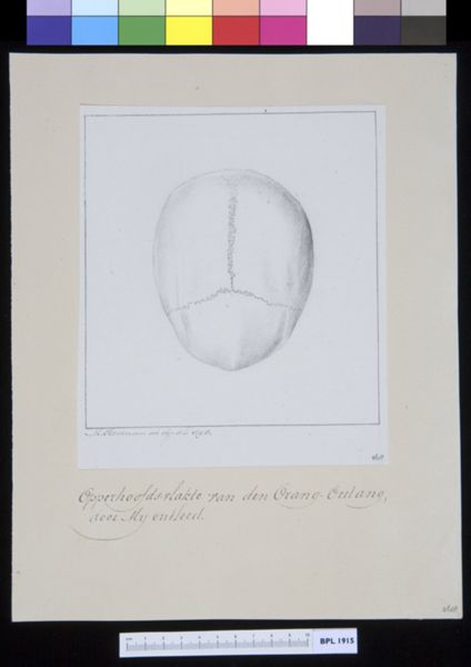 M Houtman, Animals: ape, skull