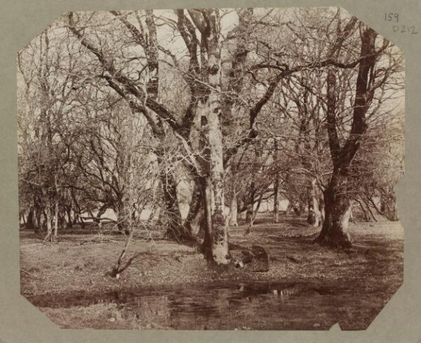 Clementina, Lady Hawarden, Photograph