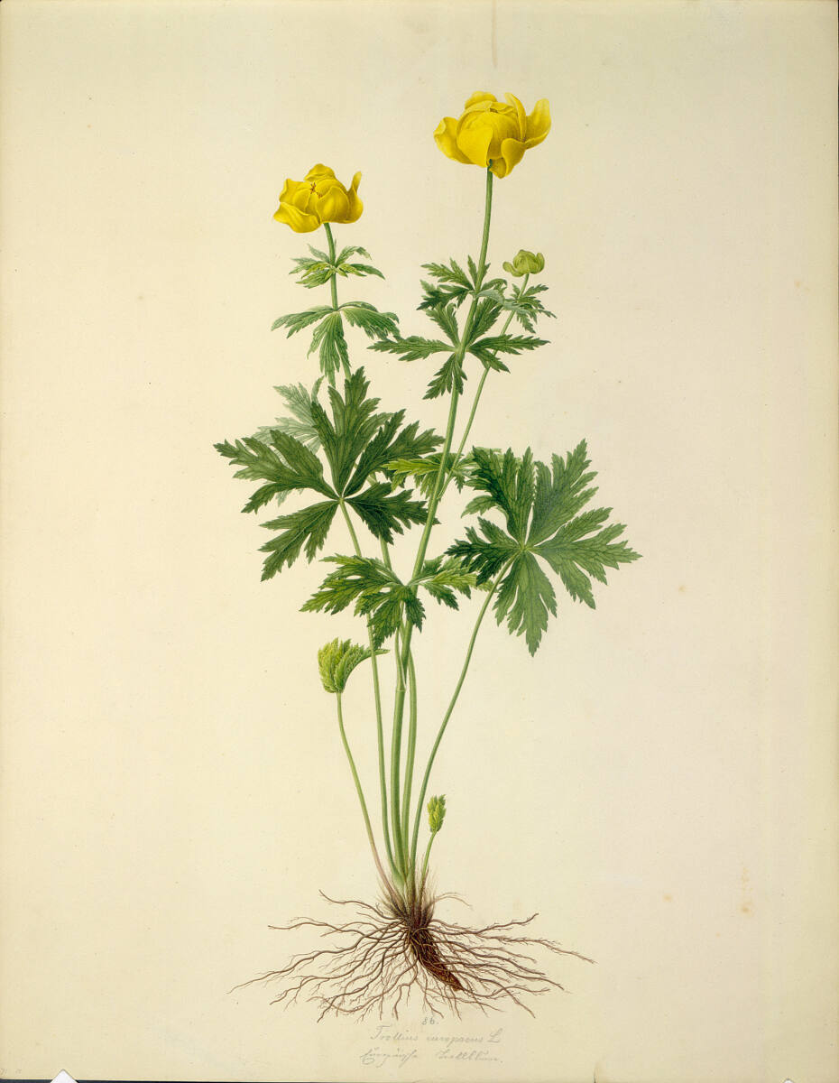 AugustRokert, Trollius europaeus L - Trollblume